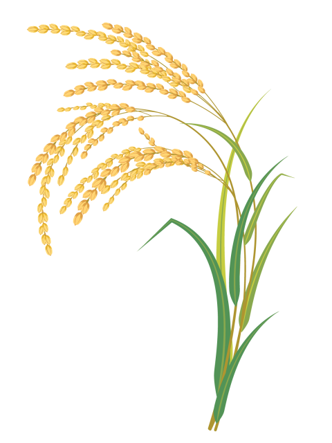 Rice ear image